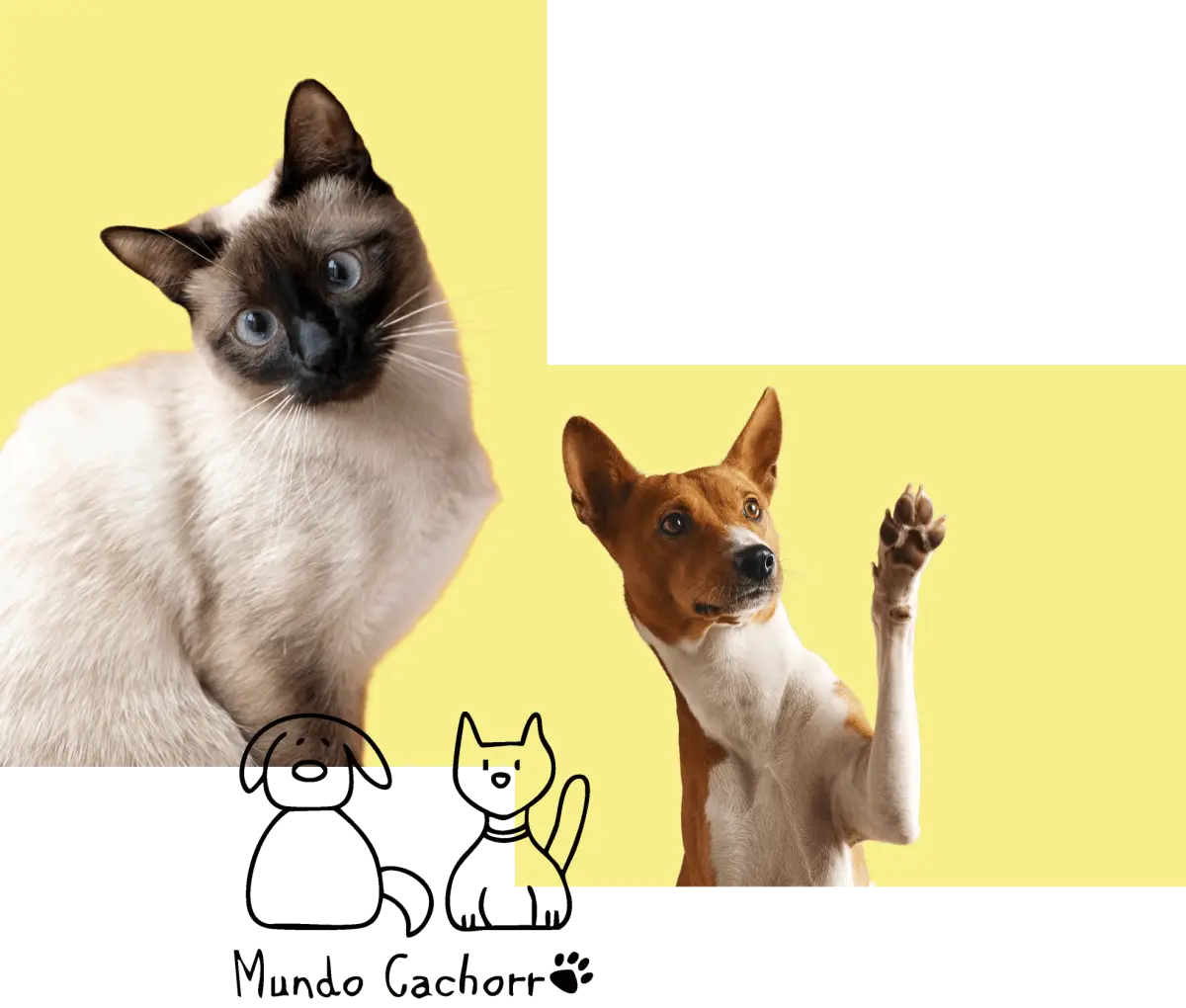 gato-perro-mundo-cachorro