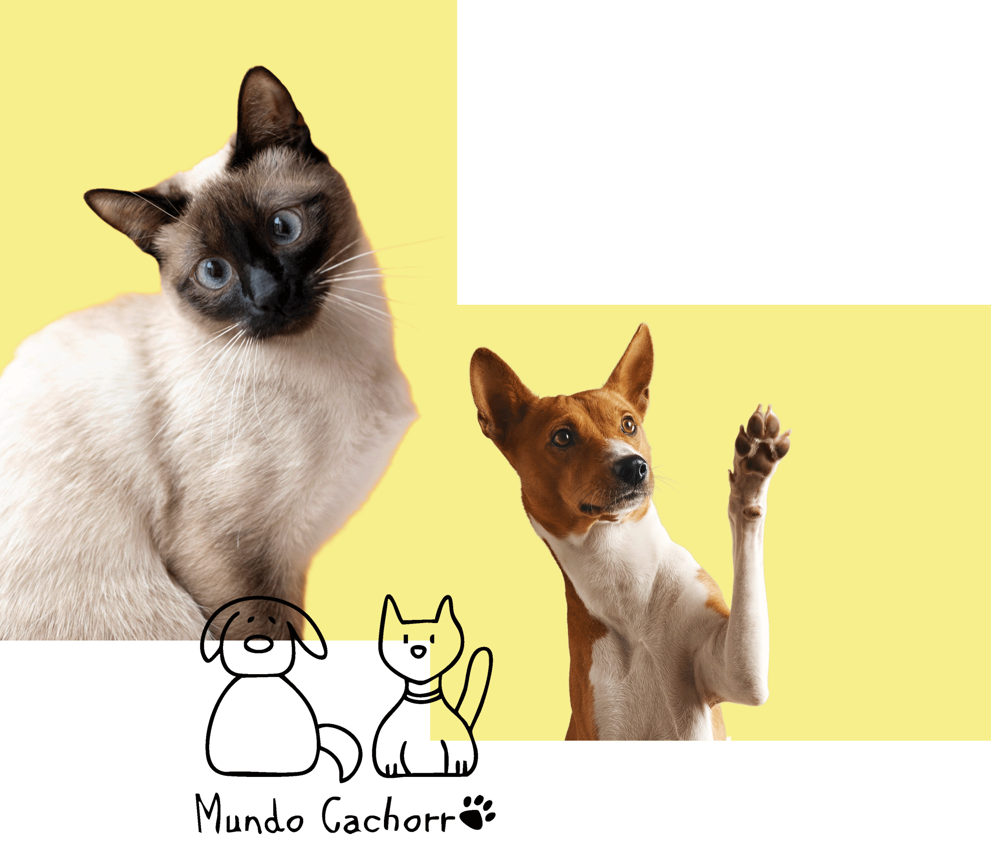 gato-perro-mundo-cachorro